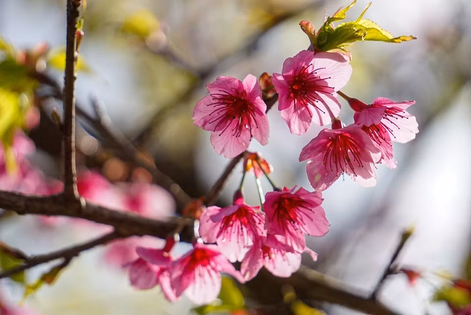 Les fleurs de cerisier ont trois couleurs principales: le rouge, le rose et le blanc. Photo: VNA 