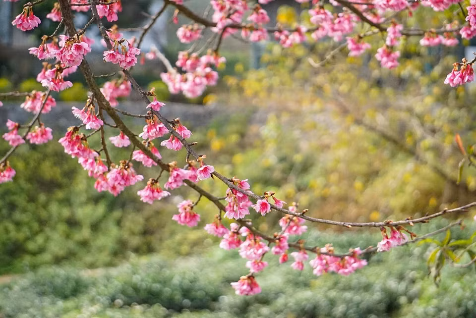 Les fleurs de cerisier semblent tout à fait adaptés au sol et au climat du Vietnam. Photo: VNA 