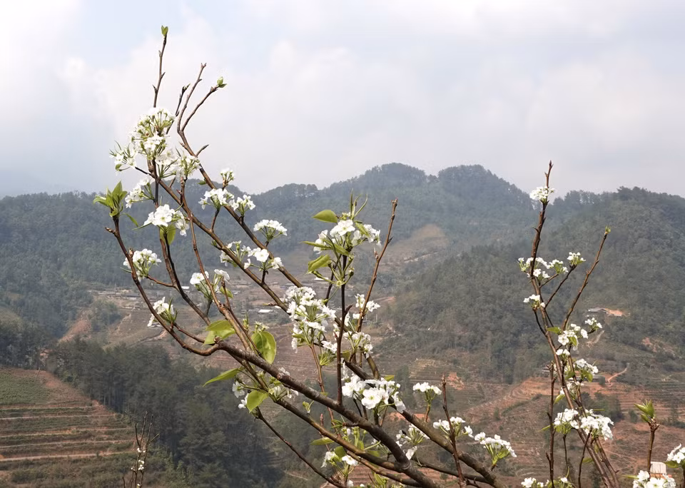 La fleur de poirier est l'une des fleurs typiques de la commune de Pung Luong, district de Mu Cang Chai.