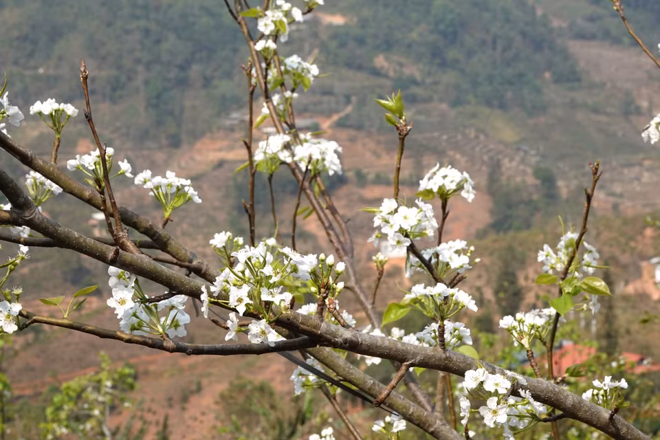 Les fleurs de poirier, qui se regroupent en grappes, peuvent garder leur superbe pendant deux à trois semaines.