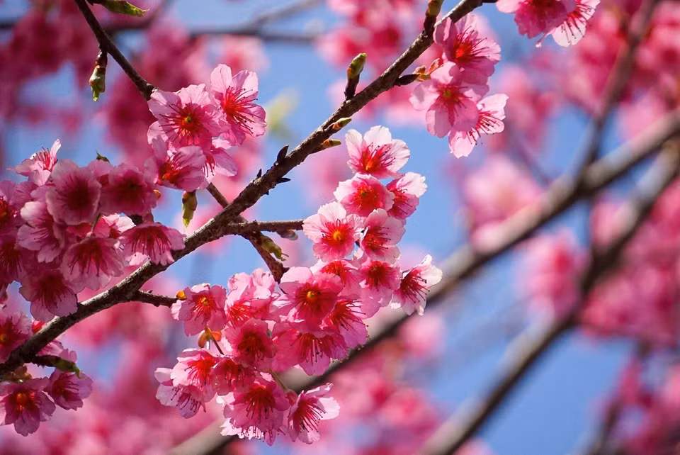 Au Vietnam, les fleurs de cerisier sont cultivées dans des zones de haute montagne telles que Sapa (Lao Cai), Moc Chau (Son La), Mang Den (Kon Tum), Da Lat... Photo: VNA 
