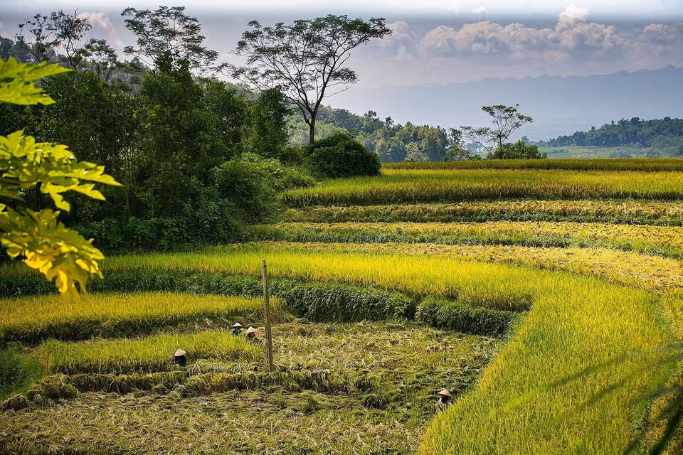 Les rizières en terrasses sont considérées comme une « spécialité » de la région Nord-Ouest. Elles apportent non seulement une valeur économique avec les produits agricoles récoltés, mais constituent également une attraction touristique très appréciée.