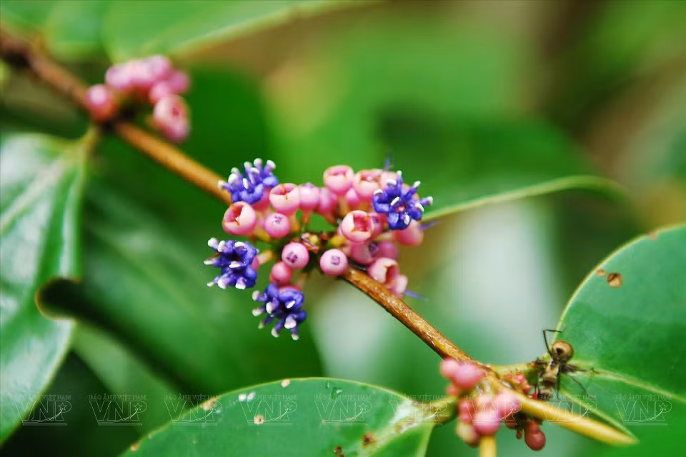 Fleurs sauvages dans la réserve naturelle de Binh Chau - Phuoc Buu. 