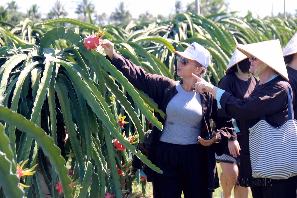 Le premier modèle de tourisme communautaire associé à la production de fruits du dragon à Binh Thuan est le verger de fruits du dragon de Phu My, commune de Ham My, district de Ham Thuan Nam. Mis en service début 2020, ce modèle attire de nombreux visiteurs vietnamiens comme étrangers. 