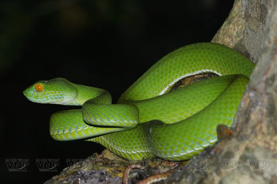 Serpent vert dans la réserve naturelle de Binh Chau - Phuoc Buu. 