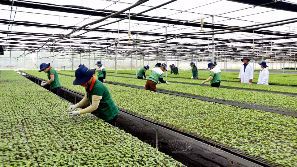 Chaque année, la société internationale par actions Red Pine de Gia Lai peut fournir au marché environ 20 millions de plants de fruits de la passion de haute qualité.