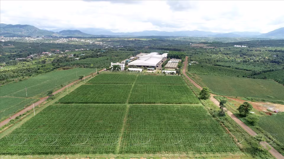 Le centre de transformation de fruits et légumes de Doveco Gia Lai est situé au milieu d'une vaste zone de matières premières du district de Mang Yang, province de Gia Lai.