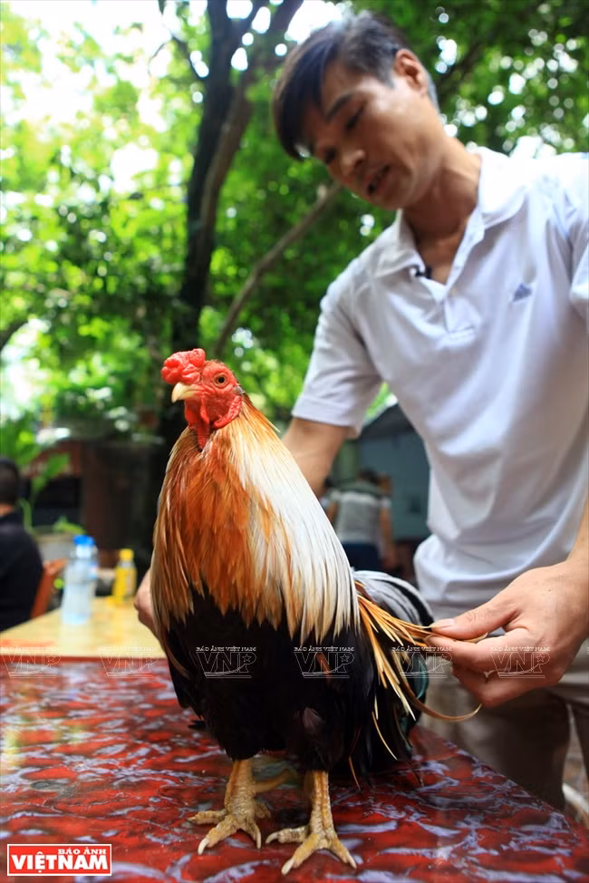 Un coq a​u plumage long et soyeux.