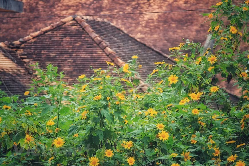 Souvent connue comme la "ville aux milliers de fleurs", Da Lat abrite divers parcs floraux, fermes et festivals de fleurs, chacun transformant la ville en un espace très verdoyant, selon Booking.com. Photo: Vietnam+