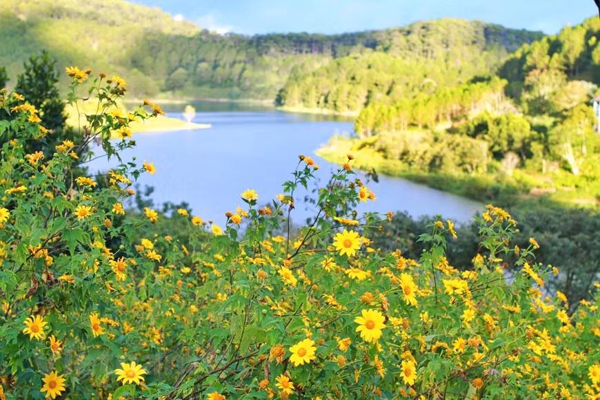 Les tournesols fleurissent à Da Lat de mai à juin et de novembre à décembre. Le meilleur moment pour visiter un jardin de tournesols est de 8h à 10h ou de 15h à 17h. Photo: Vietnam+