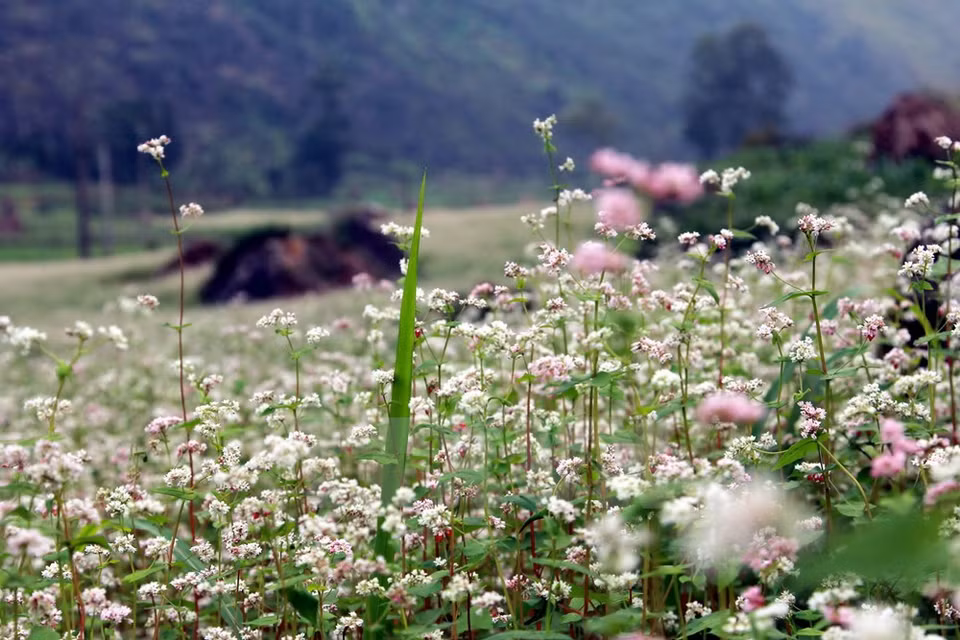 La légende veut que pour sauver les ethnies montagnardes de la famine, une fée ait versé depuis le ciel des glumes de paddy et de maïs sur la montagne, lesquels se seraient ensuite transformés en une nouvelle plante vivrière. 