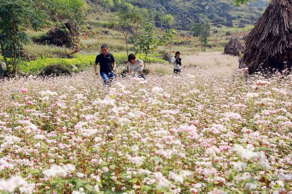 La province de Ha Giang a élaboré une stratégie pour faire des fleurs de sarrasin une attraction touristique. 