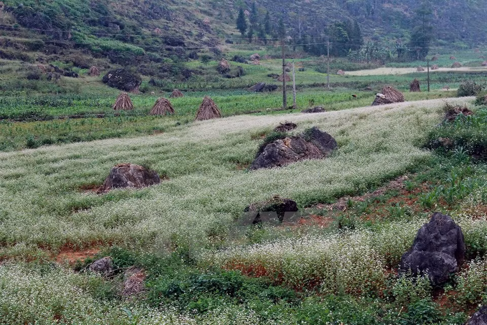 Les cultures du sarrasin ​seront développées, notamment sur des sites connus comme le plateau karstique de Dong Van. 