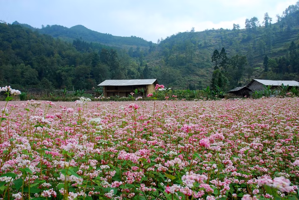 Les fleurs de sarrasin commencent à s'épanouir en octobre, invitant les touristes et les photographes à aller à Ha Giang d'octobre jusqu'à novembre. 
