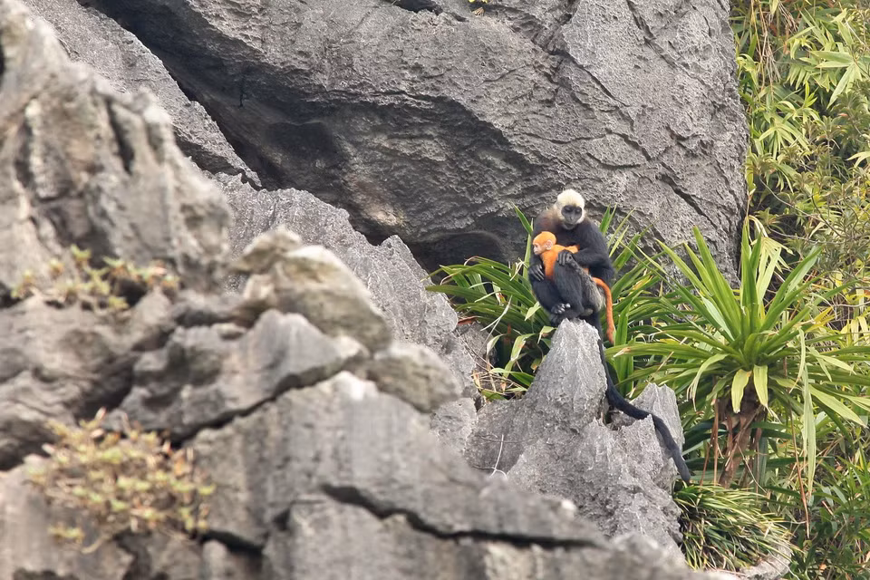 Le parc national de Cat Ba ne recense actuellement qu'une soixantaine d'individus de cette espèces. Photo : Lam Khanh/VNA 