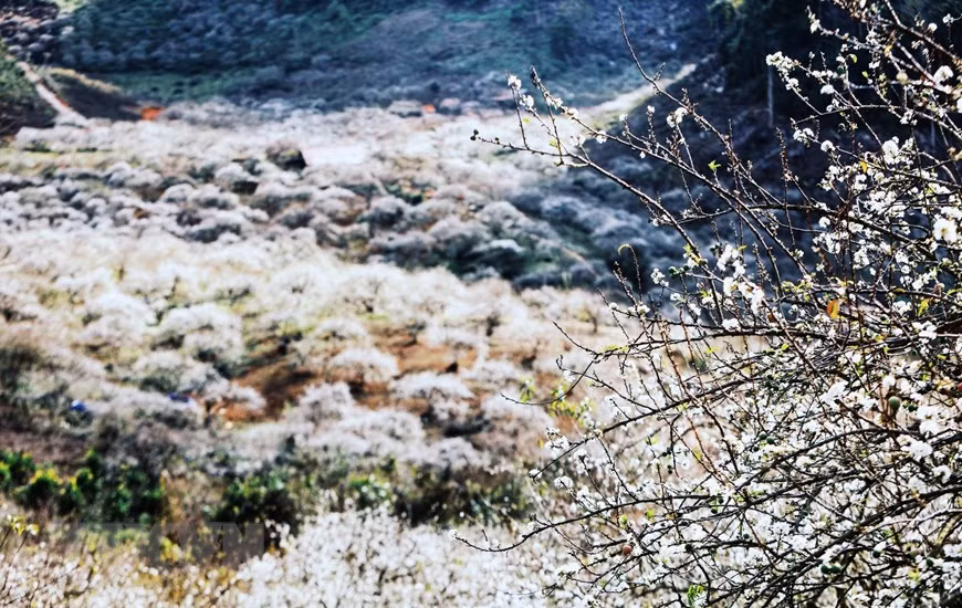  En venant dans la vallée de Mu Nau dans le chef-lieu de Moc Chau, province montagneuse de Son La (Nord), les visiteurs peuvent admirer la floraison des pruniers. 
