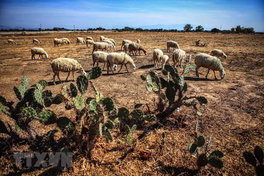  La nourriture des moutons est désormais des herbes sèches, des cactus ... dans les champs du district de Thuan Nam.
