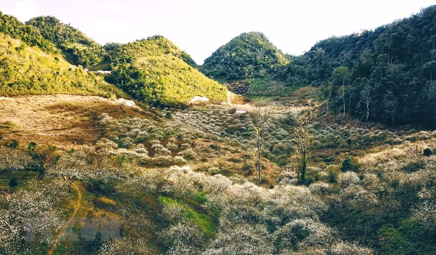  D’une une superficie totale de plus de 200 hectares, la vallée de Mu Nam est considérée comme le toit de Moc Chau, avec des forêts et des jardins de pruniers. 