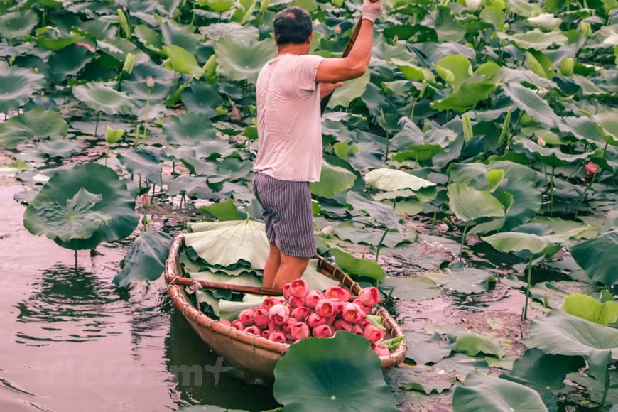  Malgré la diversification des boissons, le thé au lotus garde sa place dans le cœur des Hanoïens, et de plus de plus de jeunes s’y intéressent. Il y a quelques années, un génie a inventé une nouvelle méthode de fabrication du thé au lotus. C’est plus facile à faire, et le résultat peut être tout aussi intéressant. La méthode en question consiste à enfermer des feuilles de thé dans une fleur pas encore éclose, à laisser la fleur ainsi ''farcie'' dans un vase pendant une journée pour imbiber le thé de son parfum avant de la mettre dans le congélateur… Photo : Vietnamplus 