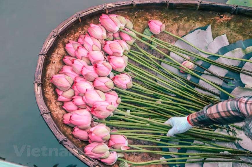  Les lotus fleurissent entre fin mai et fin août. C’est la haute saison touristique et ''productive'' des villages bordant le lac de l’Ouest. À Quang Ba, Tây Hô et Nghi Tàm, le thé parfumé au lotus est en effet un savoir-faire transmis de génération en génération. Parmi les thés aromatisés, on retrouve le thé de l’aglaia, du chrysanthème, du jasmin… cependant, le thé au lotus est le plus chérit des Hanoïens. Au fil des siècles, les ancêtres n’utilisaient qu’une seule variété de lotus dans le lac de l’Ouest à Quang Ba, arrondissement de Tay Ho. Selon les personnes âgées, ces lotus disposent d’un parfum séduisant qui, en se combinant avec le thé, créent une saveur unique, spécifique à la marque ''trà sen Hanoï''. Photo : Vietnamplus 