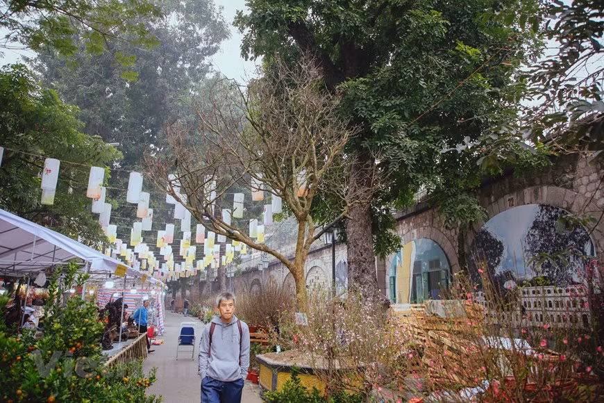  Le marché aux fleurs de Hàng Luoc est un marché aux fleurs célèbre de longue date à Hanoï. Le marché ne se réunit qu'une fois par an, durant une ou deux semaines avant le Têt. Cette année, un abricotier de cent ans a été vendu à 4 milliards de dôngs au marché aux fleurs de Hang Luoc. Cet abricotier de plus de 120 ans a été transporté de Hue à Hanoï, à l'occasion du Nouvel An du Rat. L'abricotier de plus de 3 mètres est taillé jusqu'au bout pour stimuler la floraison au moment du Têt. Les abricotiers sont précieux en raison de leur âge élevé. Photo: Vietnamplus 