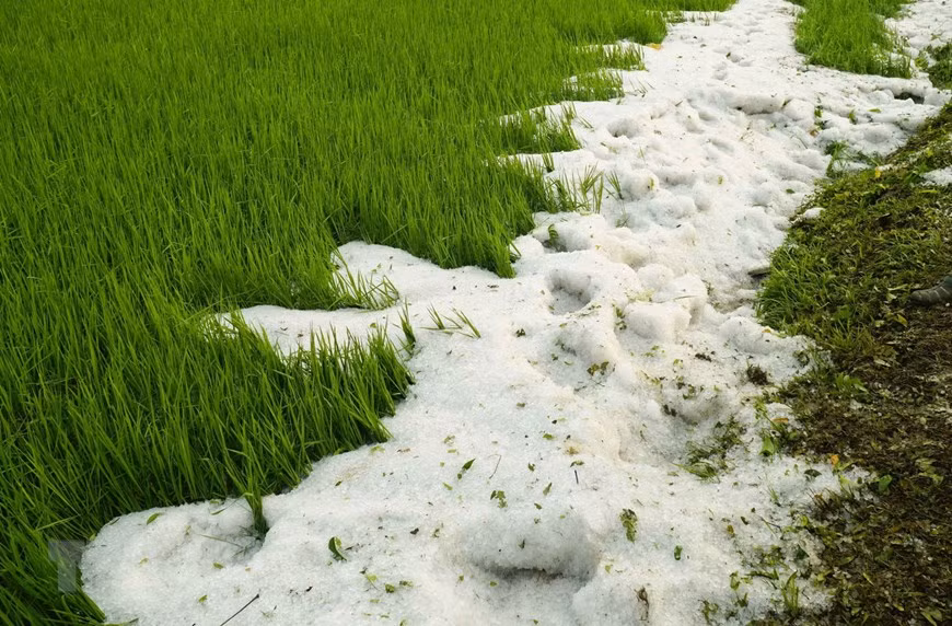  Grêlons dans des rizières de la commune de Hua Thanh, district de Dien Bien. 
