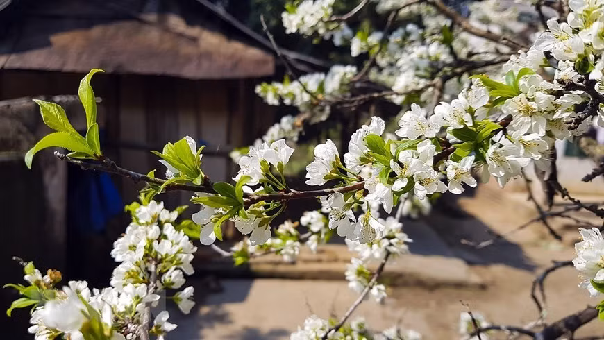  Pruniers en fleurs au printemps. 