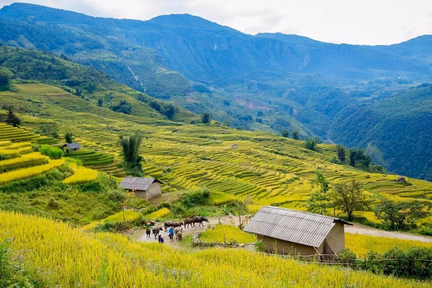 Cette saison du riz mûr tombe les deux premières semaines de septembre. Photo: Vietnam+ 