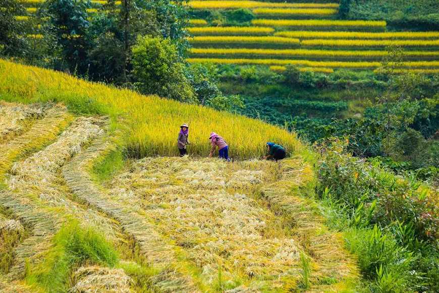 La récolte du riz. Photo: Vietnam+ 