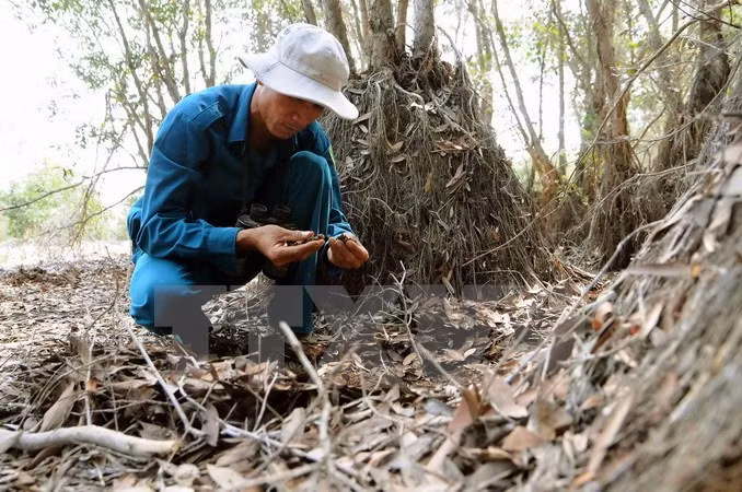 Examen du taux d'humidité du sol pour prévenir les incendies de forêt dans le 7e site Ramsar du Vietnam. 