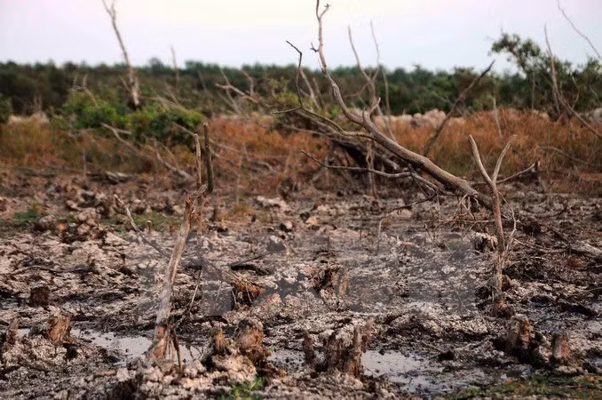Lang Sen possède une riche diversité d’écosystème et d’espèces. Elle constitue l’habitat de 156 espèces de flore et de 149 espèces de faune, dont 24 figurent dans le Livre Rouge du Vietnam et celui du monde. 