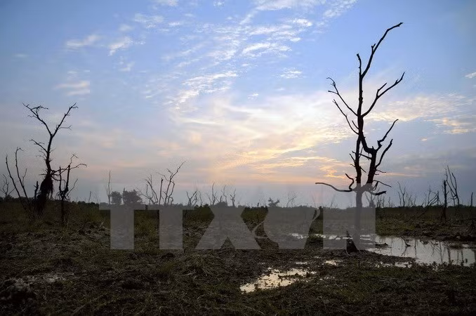 A cause de la pénurie d’eau douce, des milliers d’hectares​ de mangroves sont​ ass​échés.