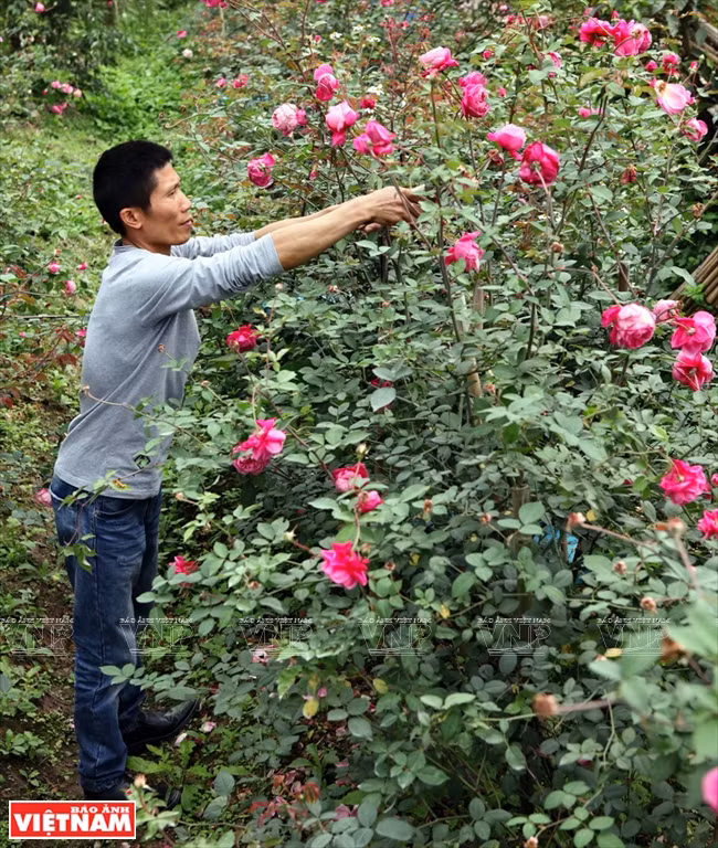 Les anciennes roses plantées dans les serres des communes de Xuân Quan et Phung Công, dans le district de Van Giang, dans la province de Hung Yên, rapportent gros aux producteurs.
