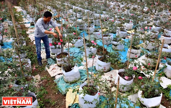 Ces roses proviennent de Grande-Bretagne, de France et de Thaïlande ​mais aussi de diverses localités vietnamiennes comme Sapa, Hai Phong, Van Khôi, Son La, Nam Dinh... Ces variétés, adaptées au climat et au sol de la région, ont apporté une grande valeur économique aux producteurs. 