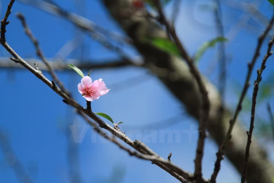 Les fleurs de pêcher d'Y Ty s'épanouissent trois mois avant le Nouvel An traditionnel de l'ethnie minoritaire H'mong vivant dans cette localité. 