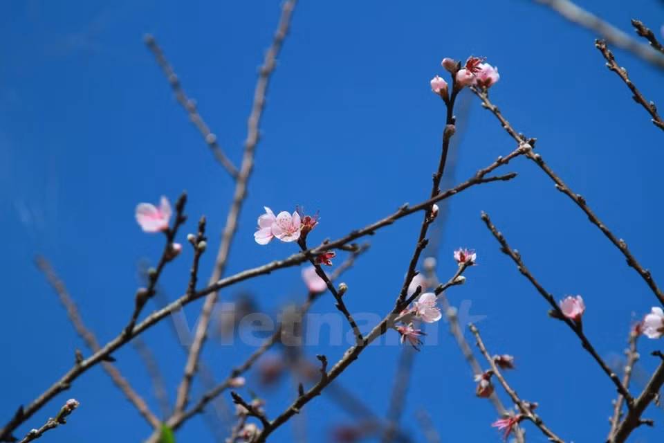Selon ​les habitants locaux, la floraison a commencé il y a une semaine. 