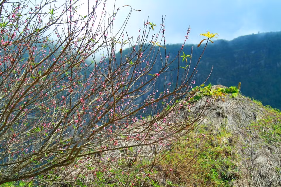 Les fleurs de pêcher ​sont une beauté des régions montagneuses. 