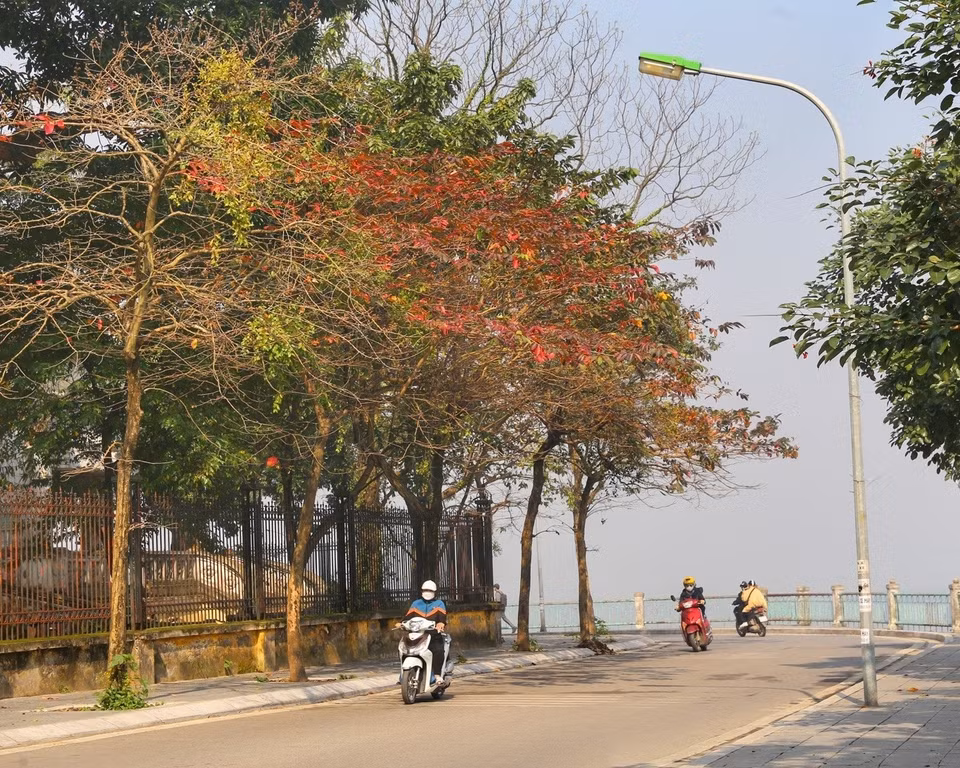 Feuilles rouges et jaunes sur les branches à Hanoi. Photo: VNA
