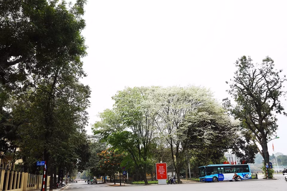 Exclusifs de Hanoï, les fleurs blanches de sua (Dalbergia tonkinensis) en floraison prennent part à son charme au mois de mars à Hanoi, et la distinguent de toutes les autres localités du pays. Leurs fleurs ressemblent à des nuages de coton doux, formant un paysage pittoresque. Photo: VNA