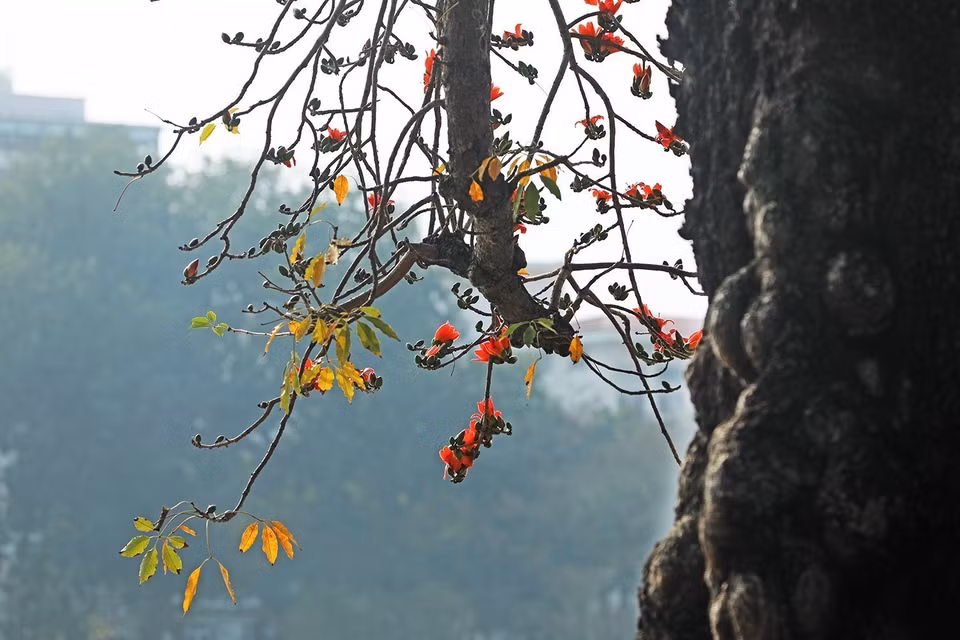 Durant les mois de mars et d’avril, les chemins de la ville de Hanoi sont couverts de la couleur rouge éclatante de fleurs du bombax ceiba. La floraison de fleurs du bombax ceiba annonce l’approche de l’été. Photo: VNA