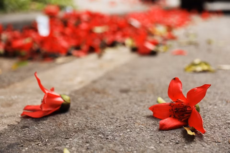Lors des derniers jours du printemps, de nombreuses zones de Hanoi sont ornées de fleurs rouges. Le rouge foncé des fleurs du bombax ceiba offre un spectacle saisissant. Photo: VNA