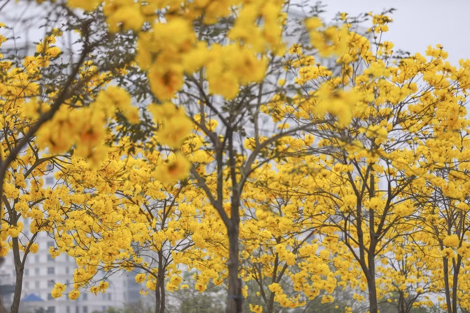 Les fleurs de tabebuia aurea (appelé phong linh en vietnamien), originaires d’Amérique du Sud, ont été importés au Vietnam ces dernières années afin d’animer les rues et les espaces verts dans plusieurs nouveaux quartiers résidentiels de leur spectaculaire couleur jaune vif. Ils sont en pleine floraison entre mars et mai, créant un paysage romantique, attirant professionnels et amateurs de photographie. Photo: VNA