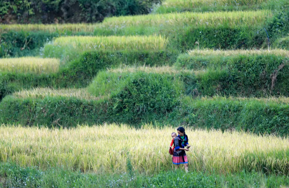  Les champs en terrasses de Mu Cang Chai sont étroitement associés à la vie et aux coutumes de l'ethnie Mong. Photo : VNA 