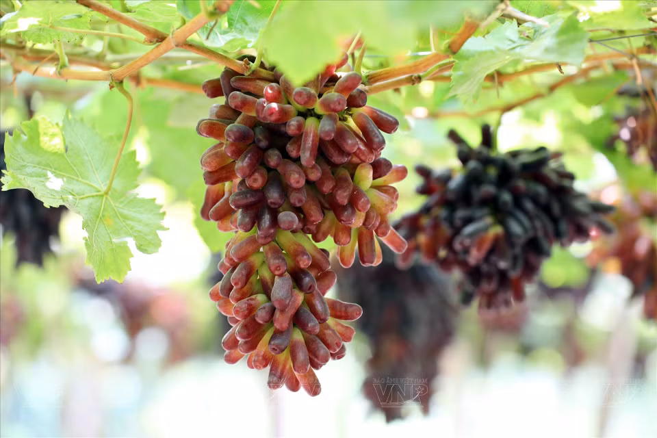 Le raisin NH04-102 se caractérise par un fruit long et en forme de doigt, pesant en moyenne de 4 à 5 grammes. Une grappe a un poids de 300 à 500 grammes, et un taux de sucre supérieur à 16%, pouvant atteindre 20% dans des conditions de soin optimales. Photo : VI 
