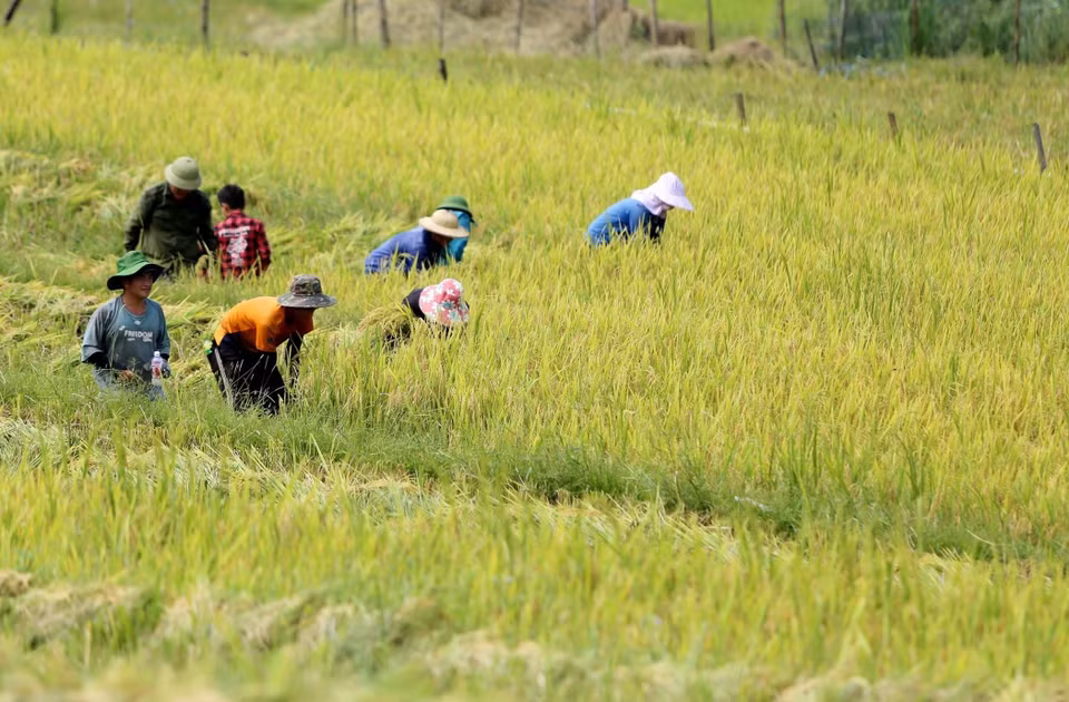 Récolte du riz. Photo : VNA 