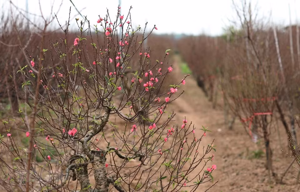  Depuis toujours, les fleurs de pêcher cultivés au village de Nhât Tân sont réputées pour leur beauté et leur couleur, vive et originale. Photo: VNA 