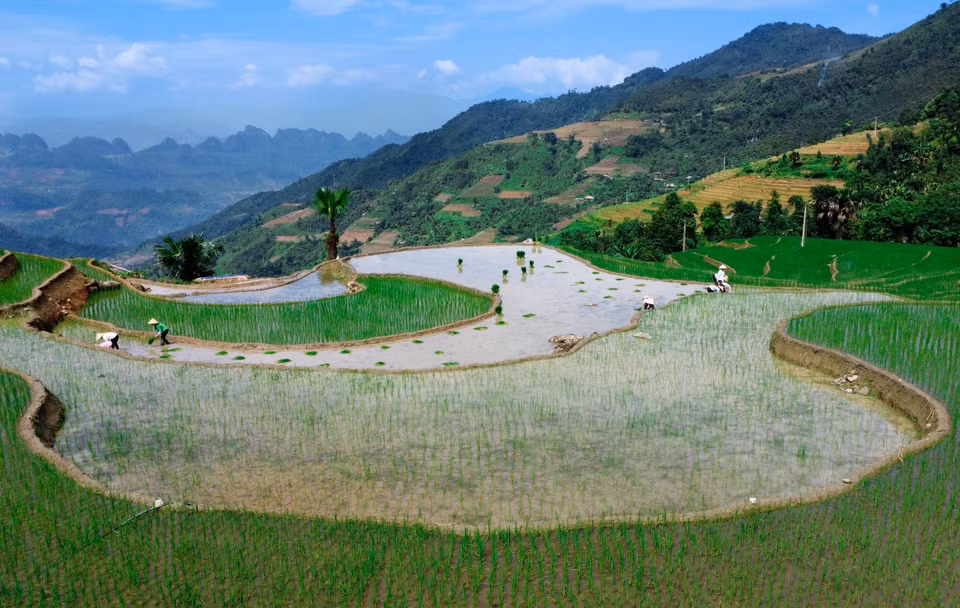  La ''saison de mise en eau des rizières'' va de mai à juillet. Photo: VNA 