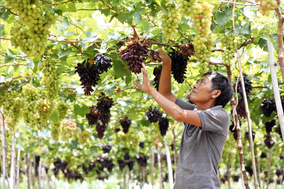  Le point fort de cette variété est qu'à maturité, elle prend une couleur violet-noir très accrocheuse, tout en restant mince, avec une peau serrée. Le fruit est ferme, léger, sans pépins et sucré. Photo : VI 