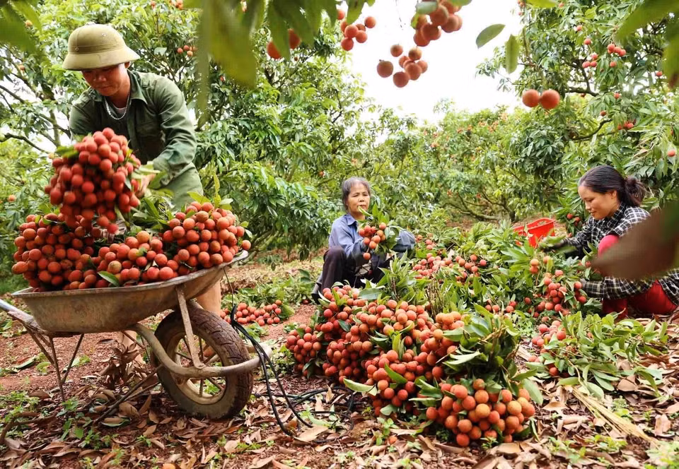  Le district de Luc Ngan dans la province de Bac Giang possède actuellement plus de 217 hectares de litchis exportés selon les normes GlobalGap, avec 18 indicatifs régionaux délivrés à six communes : Hong Giang, Kien Lao, Tan Son, Giap Son, Tan Moc et Bien Son. Photo : VNA 