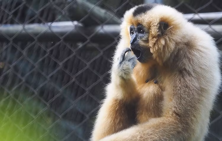  Ces primates ont une apparence magnifique et une voix captivante, et ils sont capables de se déplacer sur de longues distances. 